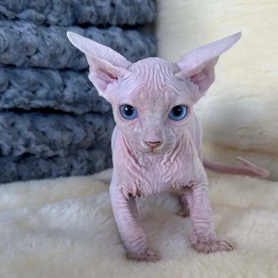 hairless kittens