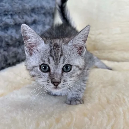 short haired kittens