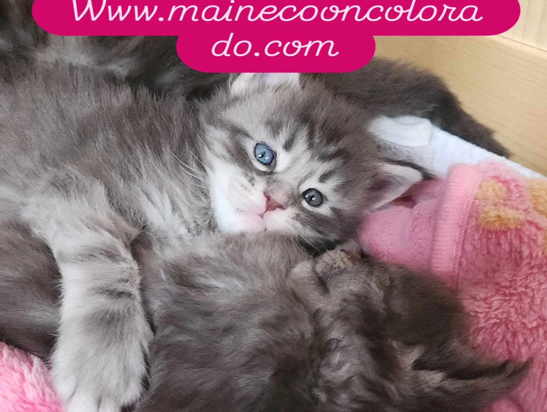 IMG_20250317_105815_561